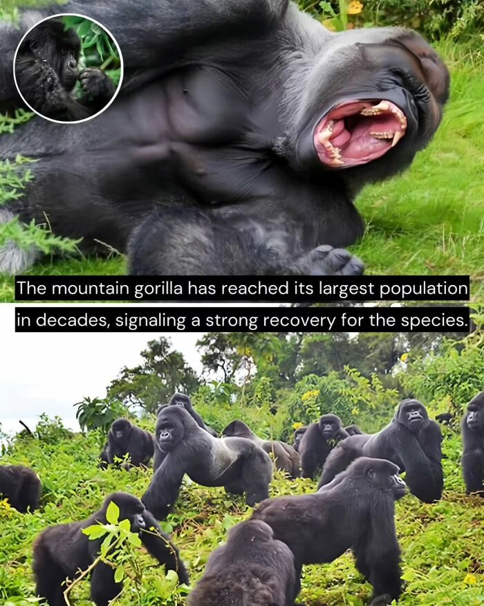 Mountain gorilla population recovers strongly with largest numbers in decades, offering hopeful good news from around the world.