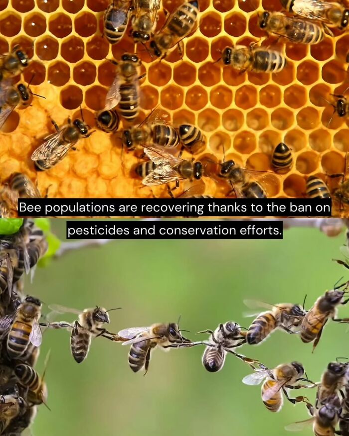 Bees on honeycomb and in flight, illustrating recovery of bee populations through conservation efforts and pesticide bans.
