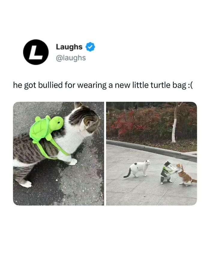 Cat wearing a funny green turtle backpack being confronted by other cats in a humorous meme for a break from responsibility.