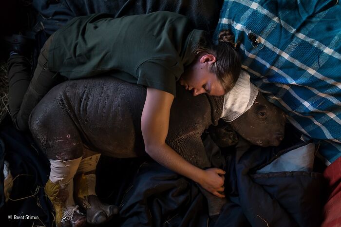 40 Incredible Wildlife Photos That Won Awards In Previous Years Of Wildlife Photographer Of The Year