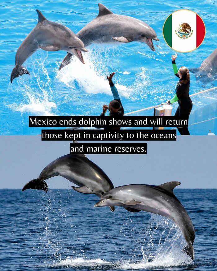 Dolphins leaping in water during captivity shows and their release into oceans as good news from around the world.