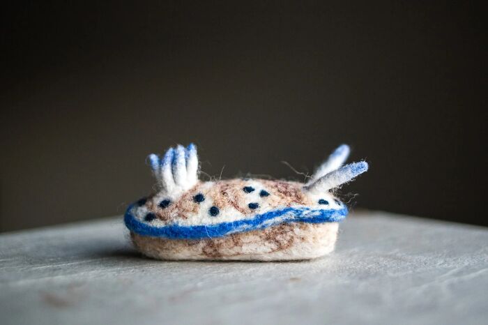 “Hypselodoris Tryoni”