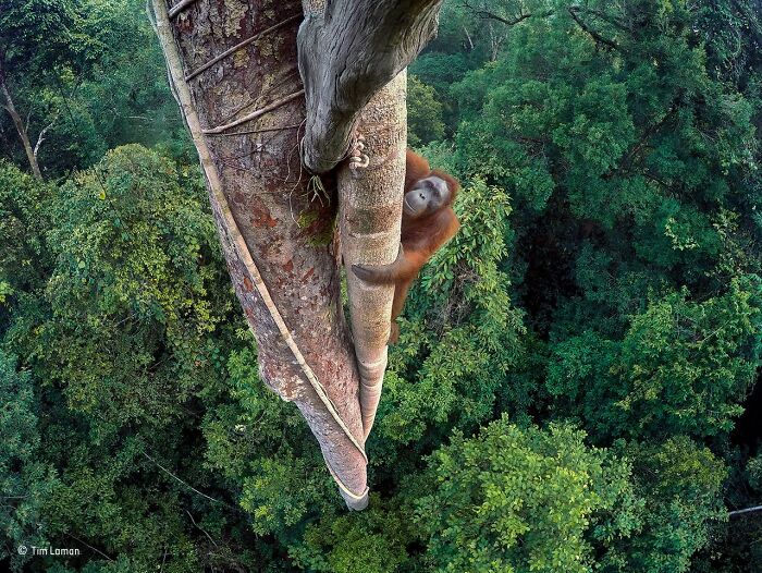 40 Incredible Wildlife Photos That Won Awards In Previous Years Of Wildlife Photographer Of The Year