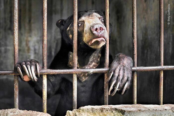 40 Incredible Wildlife Photos That Won Awards In Previous Years Of Wildlife Photographer Of The Year