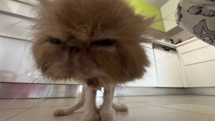 Fluffy cat with a goblin-like face and wide eyes standing on a kitchen floor with cabinets in the background.
