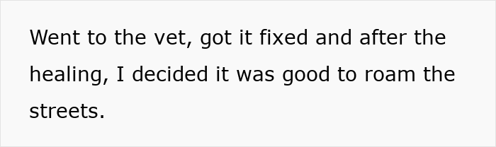 Person releasing a neutered neighbor cat stray back outdoors after vet visit and healing, allowing it to roam the streets.