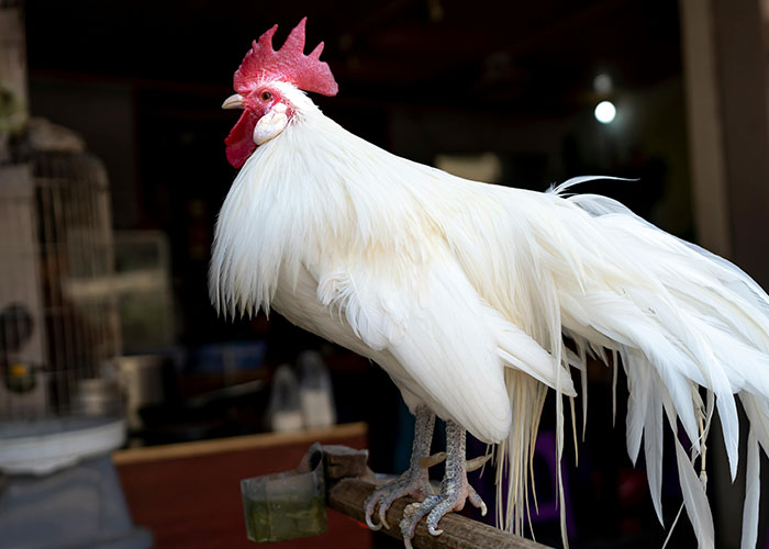 White rooster perched on wooden railing with a blurred indoor background, illustrating unexpected causes of ER visits.