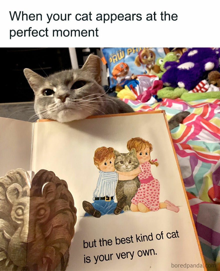 Cat meme showing a cat perfectly matching a drawing of a cat hugged by two children, combining humor and cat memes.