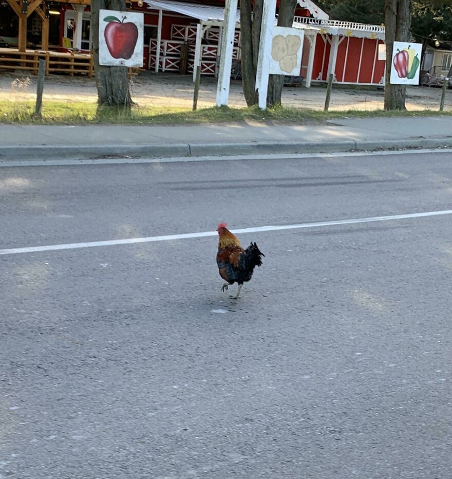 Rooster crossing a street near a farm with painted fruit signs illustrating weird animal laws.