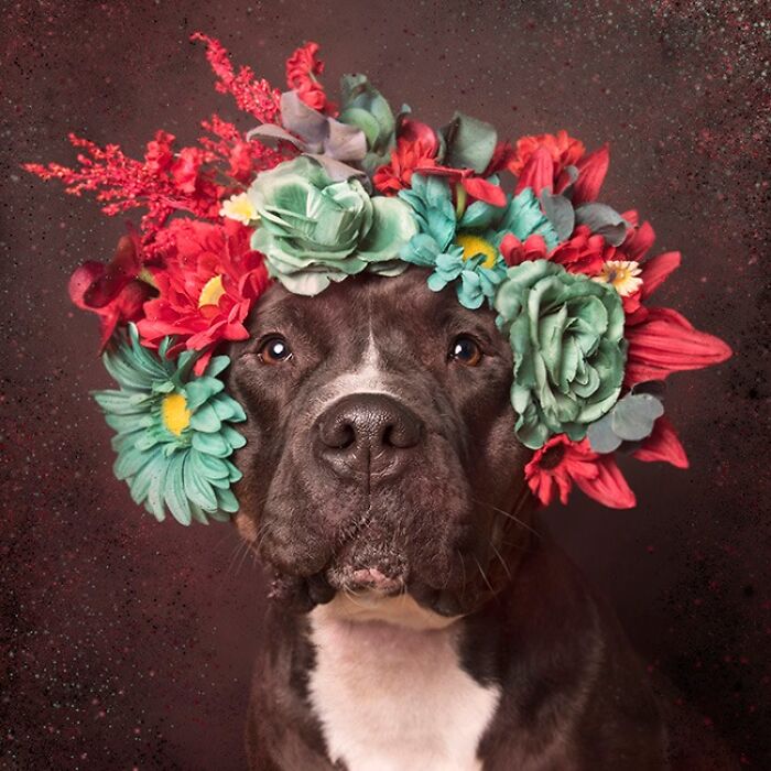 These Powerful Portraits Of Pit Bulls Wearing Flowers Continue To Change How People See Shelter Dogs (37 New Pics)-Interview
