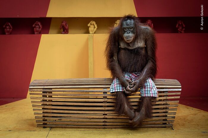 40 Incredible Wildlife Photos That Won Awards In Previous Years Of Wildlife Photographer Of The Year