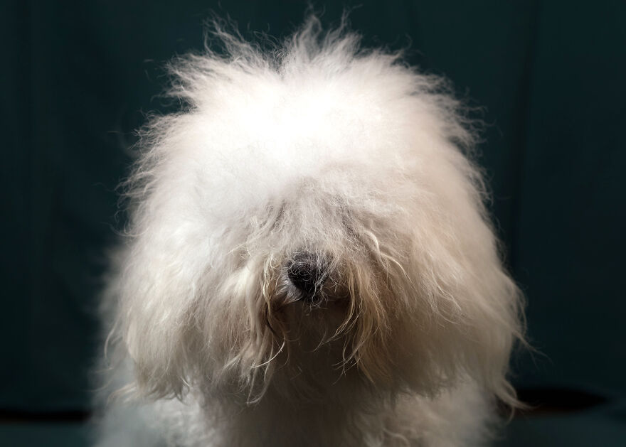 Fluffy small dog breed with long white curly fur partially covering its face against a dark background.