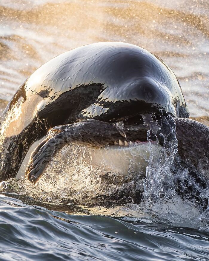 2nd Place Wildlife Photographer Of The Year 2025 - Yifan Ling