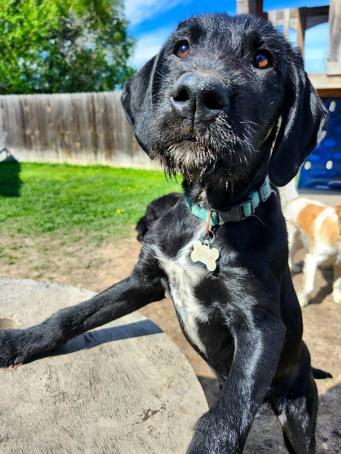 Black dog with a collar standing at a table outside, showcasing joyful daycare moments for dog owners in a sunny yard.