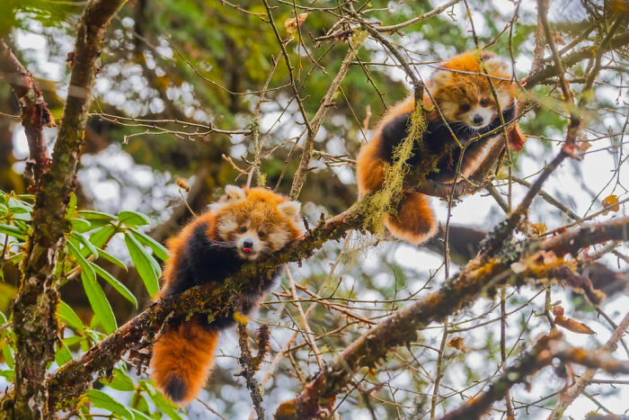 Two Red Panda Cubs Perched In A Tree, Gazing Down In Mangingoth, Langtang National Park, Nepal