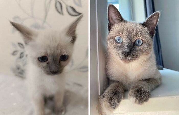 30 Adorable “Then And Now” Cat Photos That Show Just How Fast Our Little Furballs Grow Up