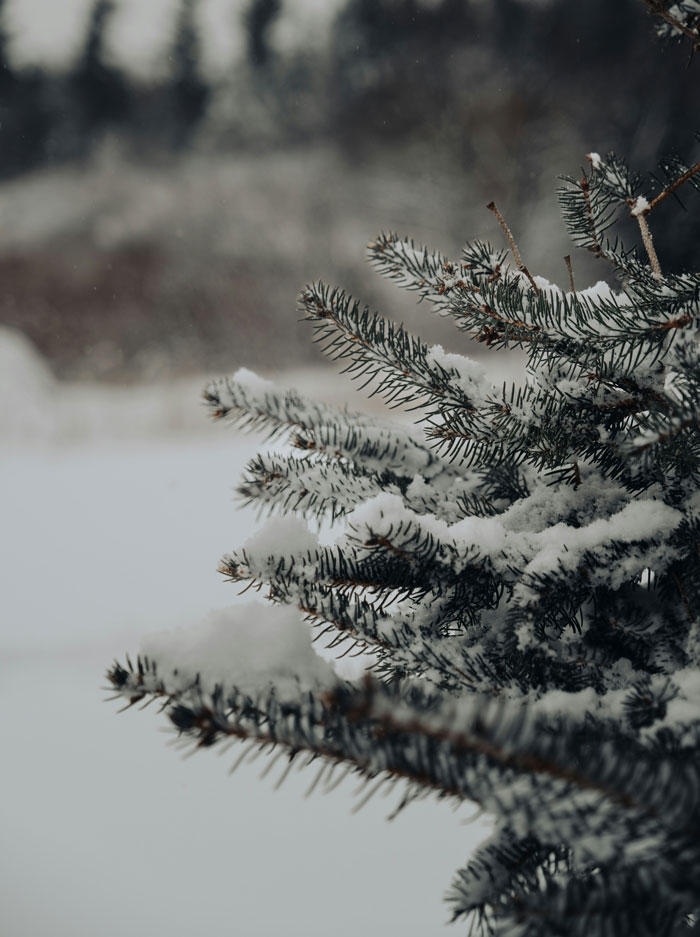 Snow-covered pine tree branches in the woods with a blurred snowy forest background during winter.