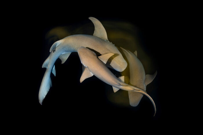 3rd Place Ocean Portfolio Award 2025 - Brooke Pyke