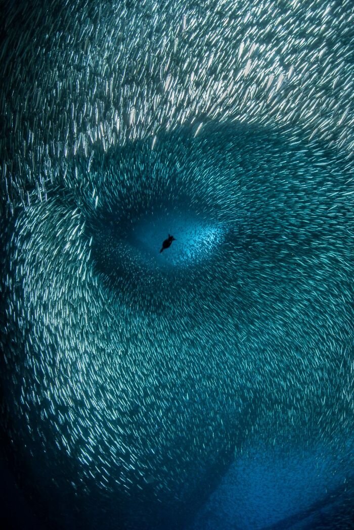 3rd Place The Ocean Photographer Of The Year 2022 - Brook Peterson