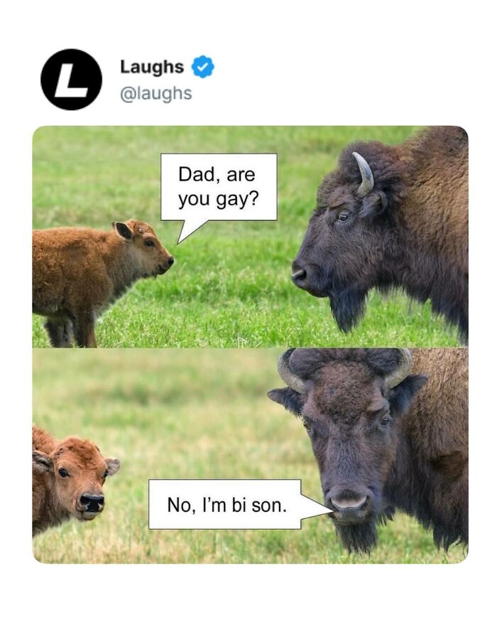 Funny meme of a baby bison asking its dad if he is gay with the dad replying no, I'm bi son, humor break for adults.