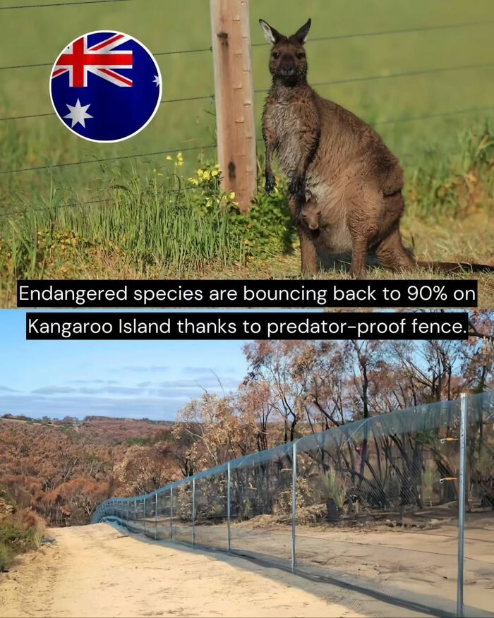 Kangaroo on Kangaroo Island near predator-proof fence showing good news for endangered species recovery.