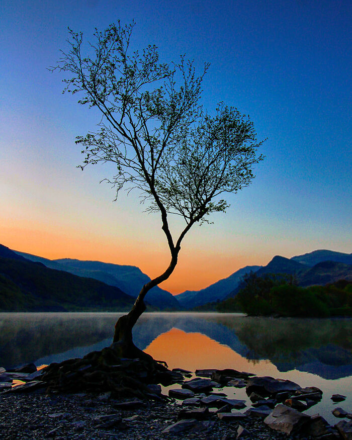 “Tree's A Crowd”