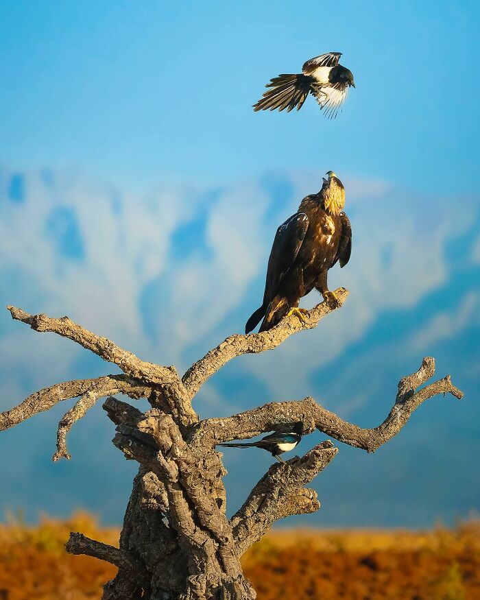 This Photographer Captured 32 Stunning Wildlife Shots That Freeze Animals Mid-Action