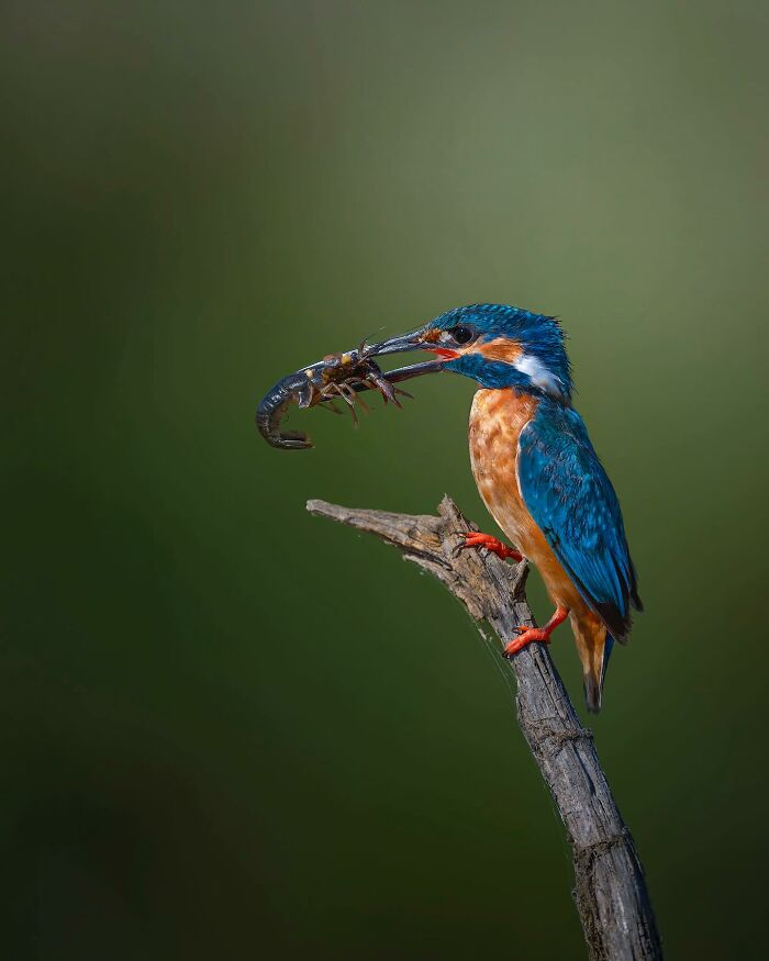 This Photographer Captured 32 Stunning Wildlife Shots That Freeze Animals Mid-Action