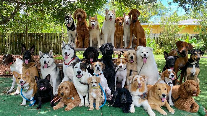 This Dog Daycare Somehow Gets Dozens Of Dogs To Sit Still For Perfect Group Photos (31 Pics)
