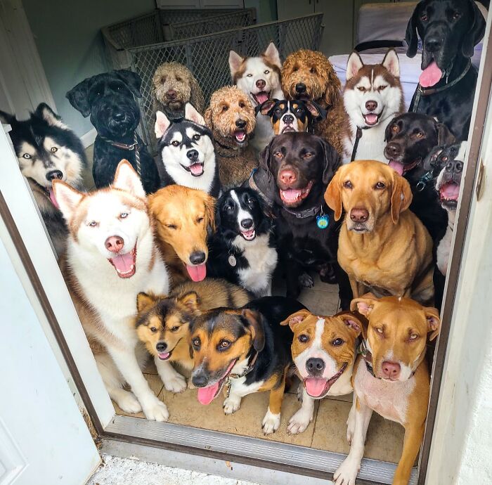 This Dog Daycare Somehow Gets Dozens Of Dogs To Sit Still For Perfect Group Photos (31 Pics)