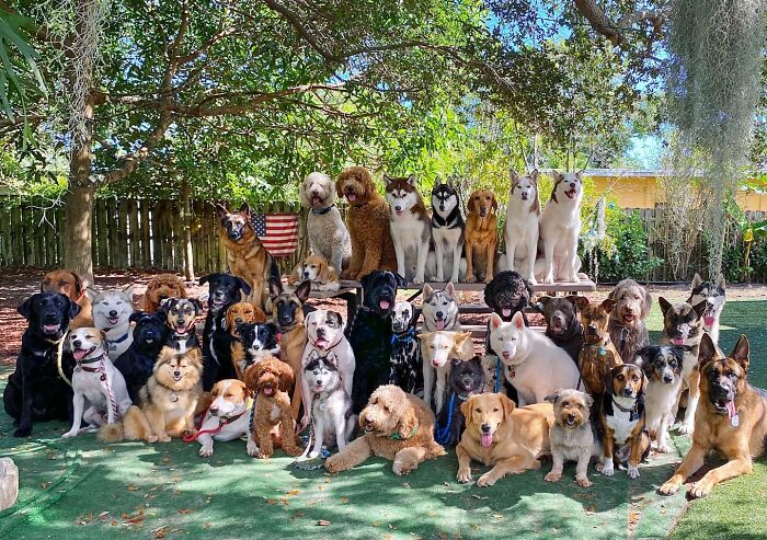 This Dog Daycare Somehow Gets Dozens Of Dogs To Sit Still For Perfect Group Photos (31 Pics)