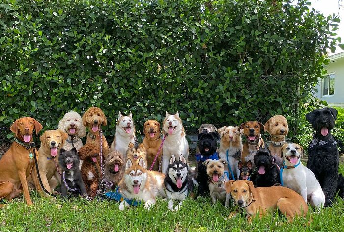 This Dog Daycare Somehow Gets Dozens Of Dogs To Sit Still For Perfect Group Photos (31 Pics)