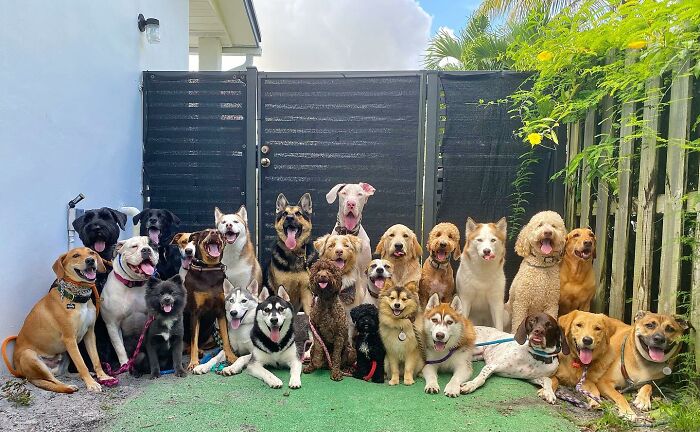 This Dog Daycare Somehow Gets Dozens Of Dogs To Sit Still For Perfect Group Photos (31 Pics)