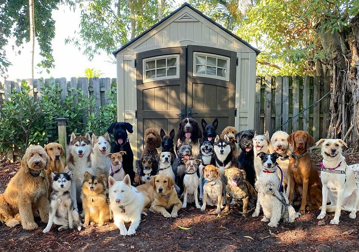 This Dog Daycare Somehow Gets Dozens Of Dogs To Sit Still For Perfect Group Photos (31 Pics)