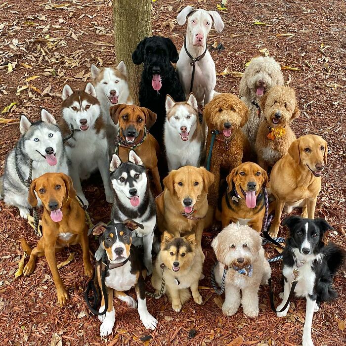This Dog Daycare Somehow Gets Dozens Of Dogs To Sit Still For Perfect Group Photos (31 Pics)