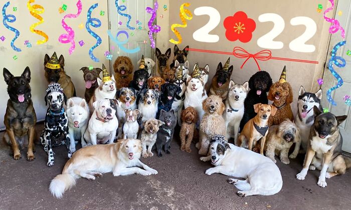 This Dog Daycare Somehow Gets Dozens Of Dogs To Sit Still For Perfect Group Photos (31 Pics)