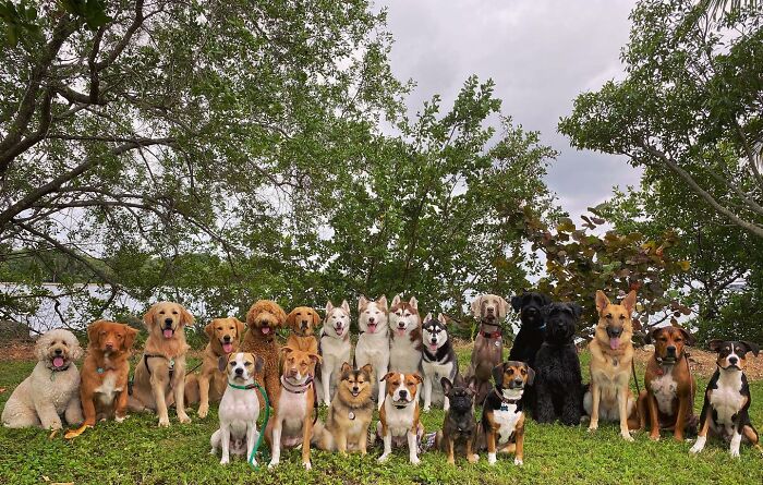 This Dog Daycare Somehow Gets Dozens Of Dogs To Sit Still For Perfect Group Photos (31 Pics)