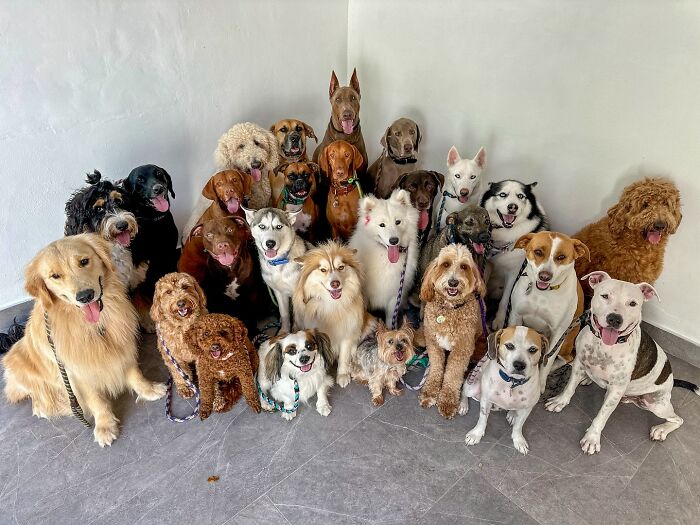 This Dog Daycare Somehow Gets Dozens Of Dogs To Sit Still For Perfect Group Photos (31 Pics)