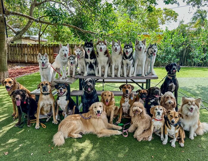 This Dog Daycare Somehow Gets Dozens Of Dogs To Sit Still For Perfect Group Photos (31 Pics)