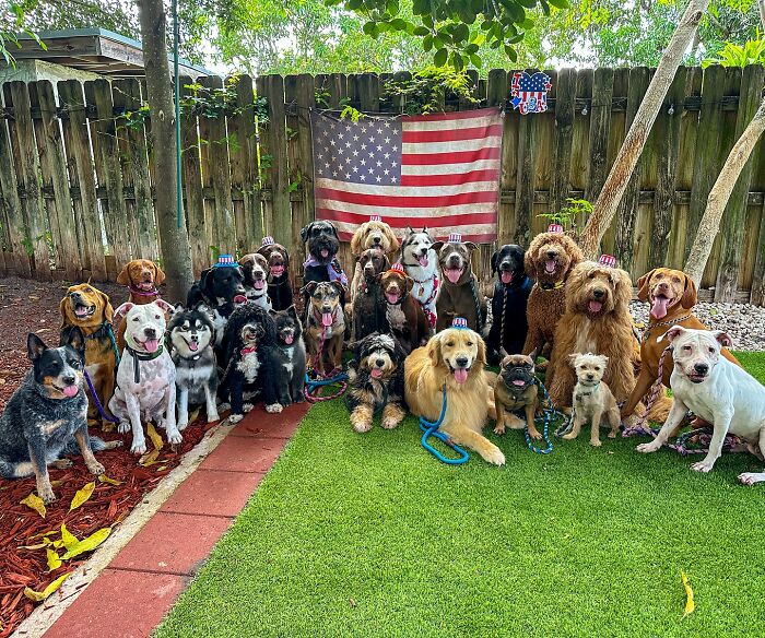 This Dog Daycare Somehow Gets Dozens Of Dogs To Sit Still For Perfect Group Photos (31 Pics)