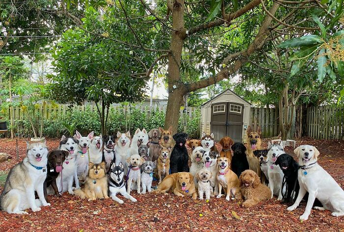 This Dog Daycare Somehow Gets Dozens Of Dogs To Sit Still For Perfect Group Photos (31 Pics)