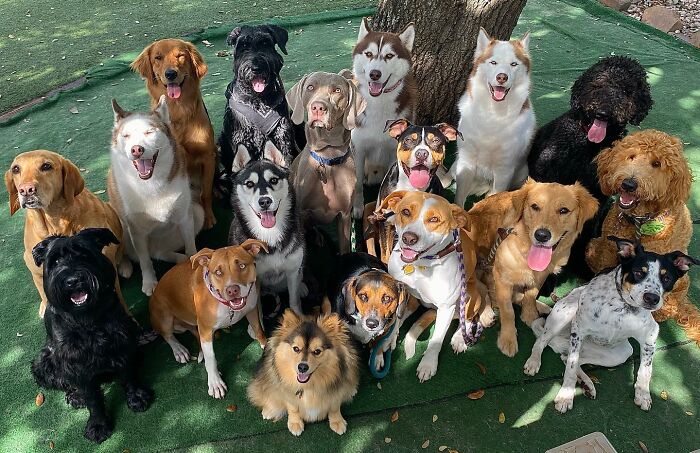 This Dog Daycare Somehow Gets Dozens Of Dogs To Sit Still For Perfect Group Photos (31 Pics)