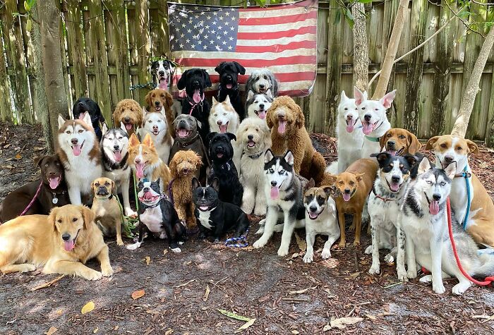 This Dog Daycare Somehow Gets Dozens Of Dogs To Sit Still For Perfect Group Photos (31 Pics)
