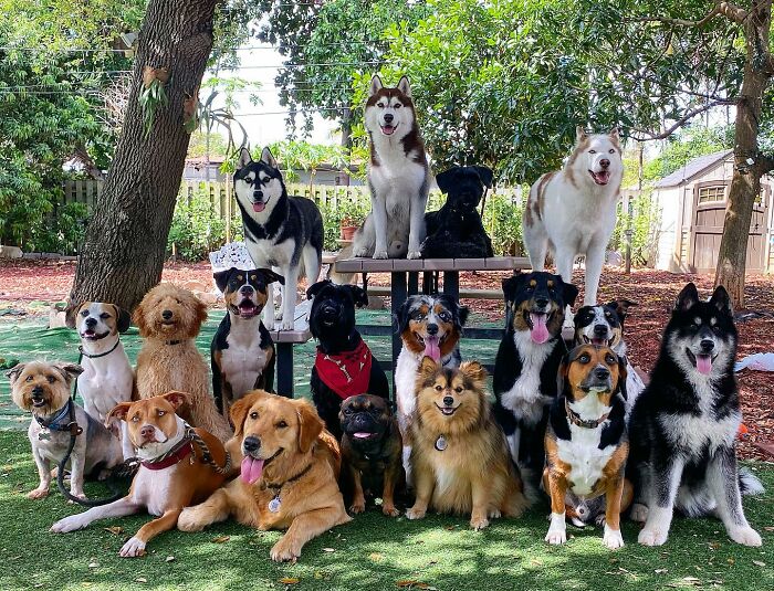 This Dog Daycare Somehow Gets Dozens Of Dogs To Sit Still For Perfect Group Photos (31 Pics)