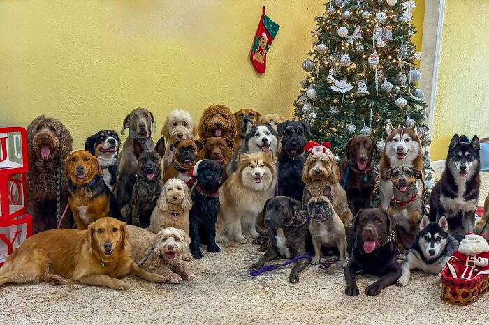 This Dog Daycare Somehow Gets Dozens Of Dogs To Sit Still For Perfect Group Photos (31 Pics)