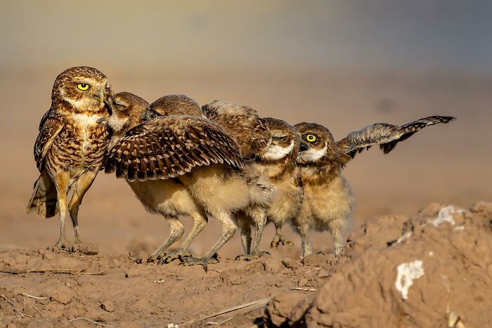 40 Funniest Wildlife Photos Ever From The Comedy Wildlife Photography Awards That Prove Animals Have Better Comedy Timing Than Us