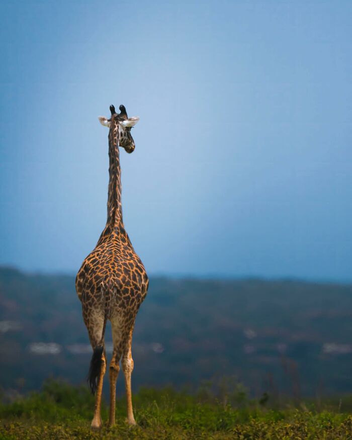 This Photographer Captured 32 Stunning Wildlife Shots That Freeze Animals Mid-Action