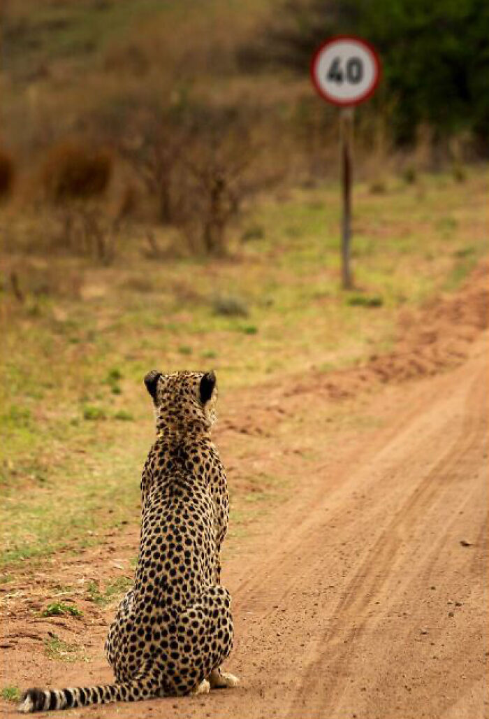 40 Funniest Wildlife Photos Ever From The Comedy Wildlife Photography Awards That Prove Animals Have Better Comedy Timing Than Us