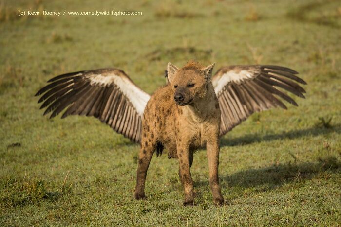 40 Funniest Wildlife Photos Ever From The Comedy Wildlife Photography Awards That Prove Animals Have Better Comedy Timing Than Us