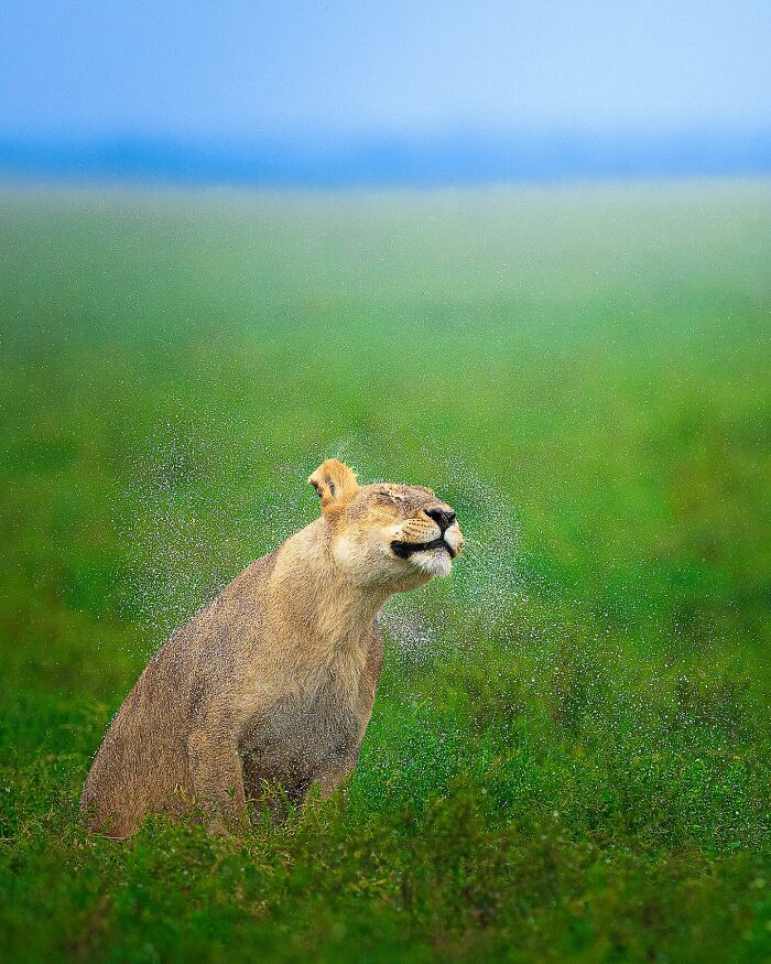 This Photographer Captured 32 Stunning Wildlife Shots That Freeze Animals Mid-Action